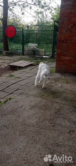 Козочка и козленок