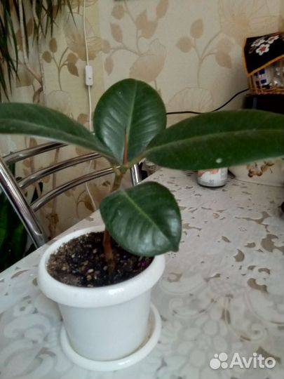 Спатифиллум, фикус