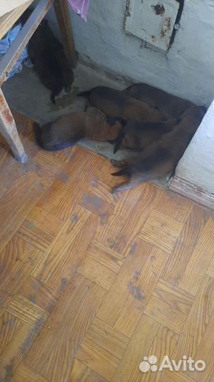 Шенята бельгийские овчарки