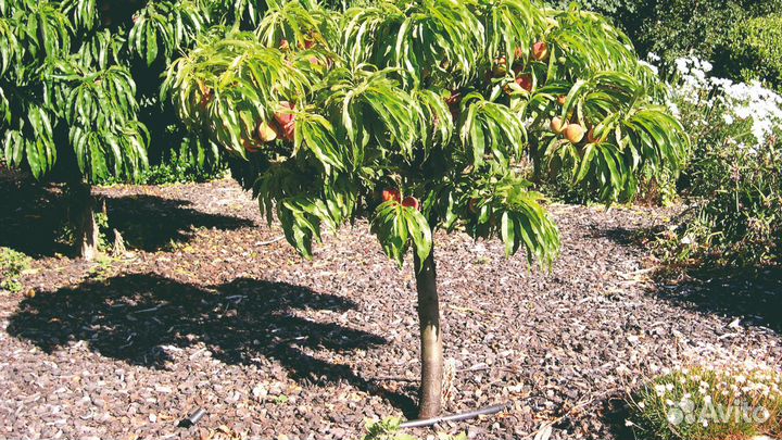 Колоновидный персик