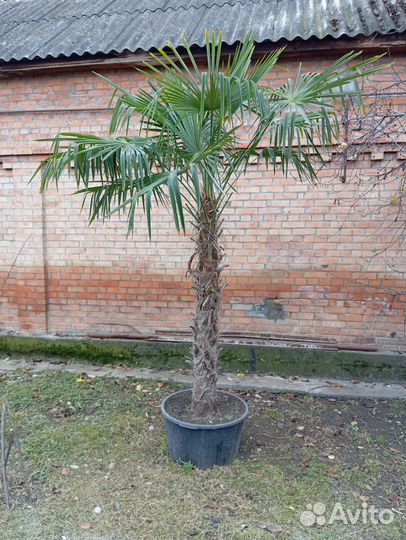 Пальма трахикарпус