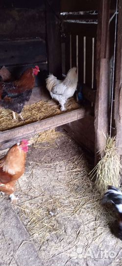 Молодые петушки 6-7мес