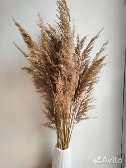 Помпасная трава