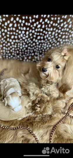 Щенки мальтипу