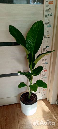 Диффенбахия, спатифиллум