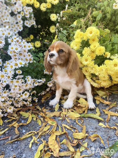 Кавалер Кинг Чарльз Спаниель (девочка щенок)