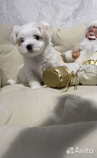 Мальтийская болонка