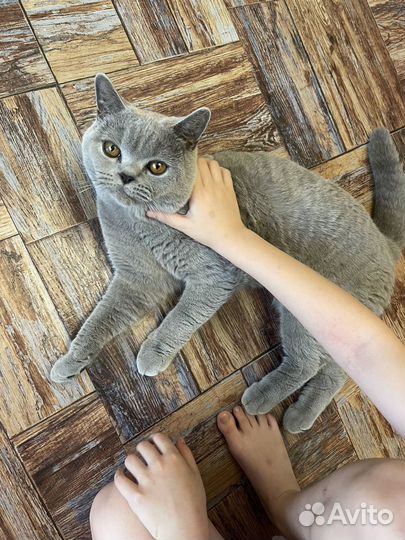 Британский кот на вязку
