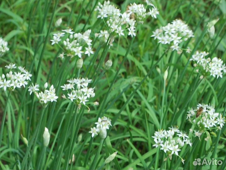 Джусай китайский лук семена