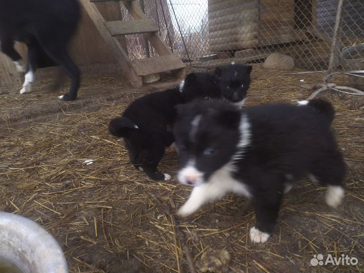 Русско европейская лайка