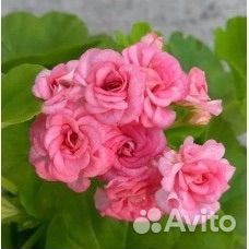 Пеларгония герань