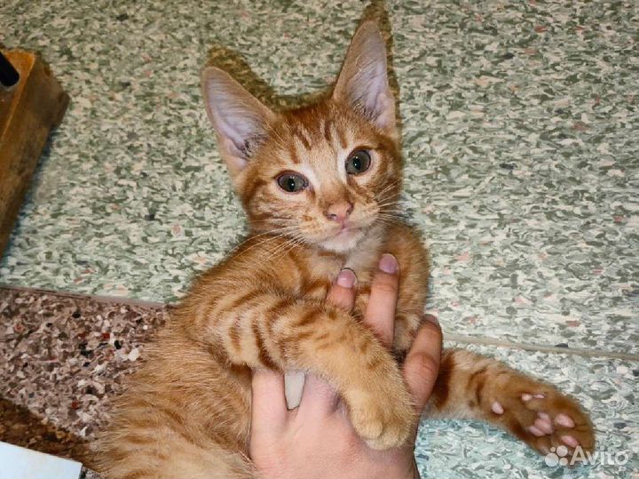 Рыжие котята