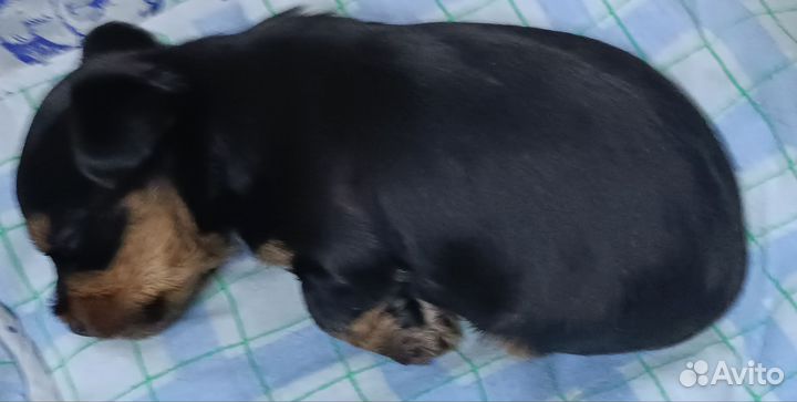 Йоркширский терьер мини