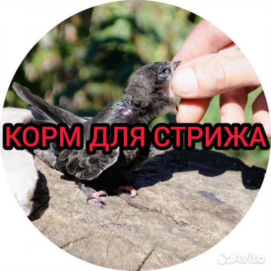 Корм для стрижа. Корм для стрижей и других птиц