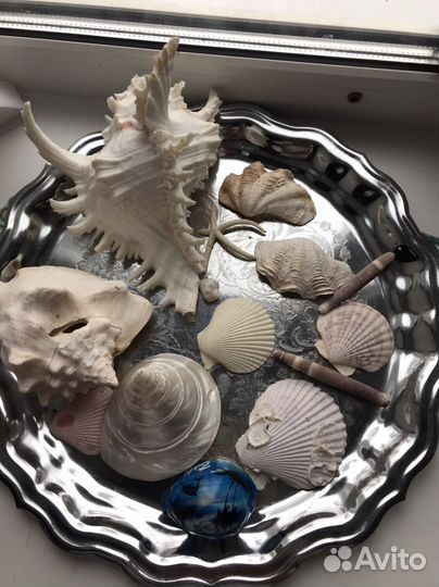 Ракушка для аквариума