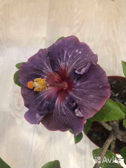 Гибискус snowy sky