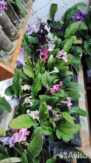 Стрептокарпусы детки