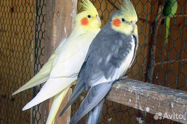 Попугаи от заводчика