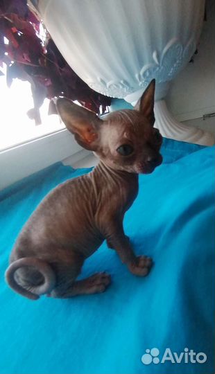 Канадский сфинкс