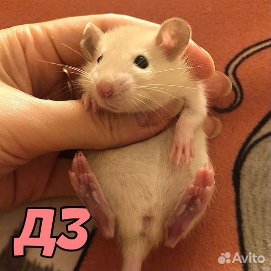 Крысята замечательные, мальчики и девочки