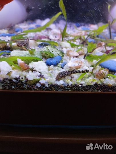 Меченосцы, сомики,растения