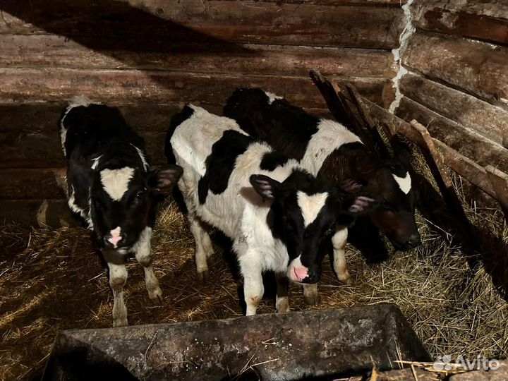 Бычки подрошенные