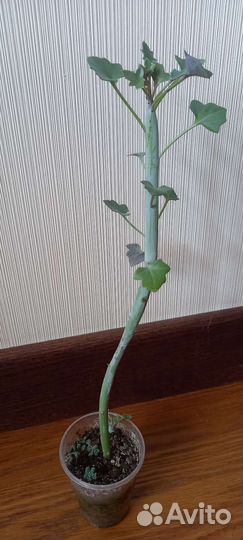 Суккуленты