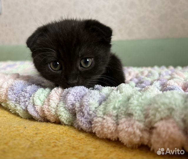 Вислоухие котята