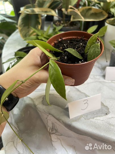 Хойя Грасилис