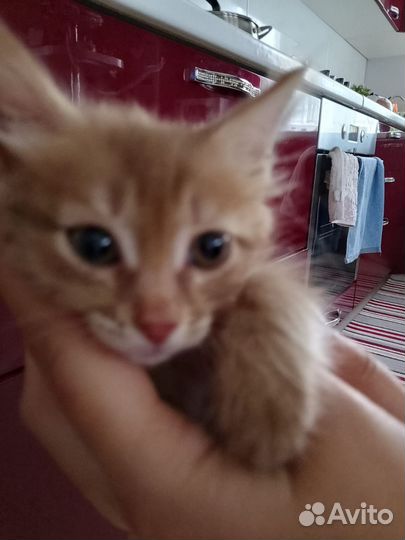 Кошечка в добрые руки