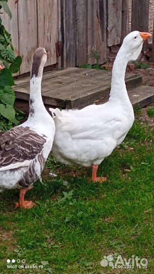 Гуси Холмогоры