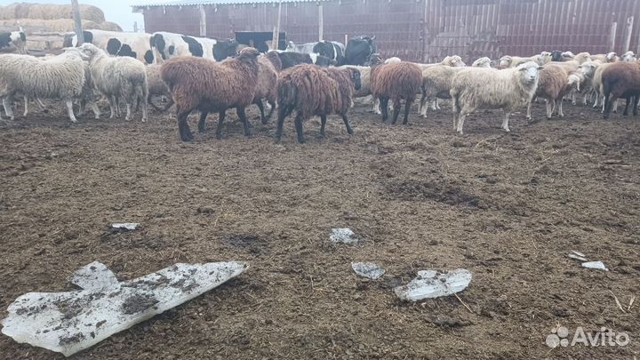 Продам Баранов