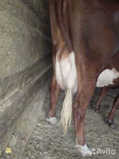 Корова молочная