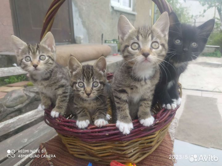 Отдам котят