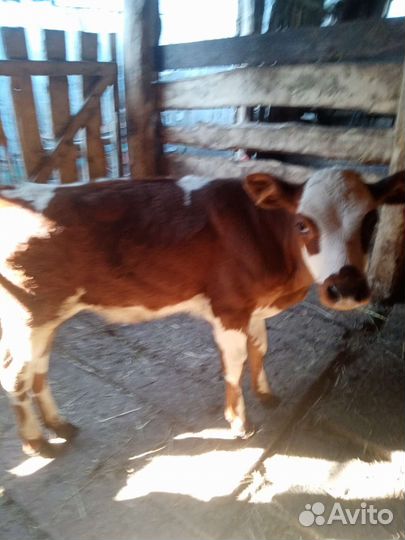 Телёнок (тёлка)