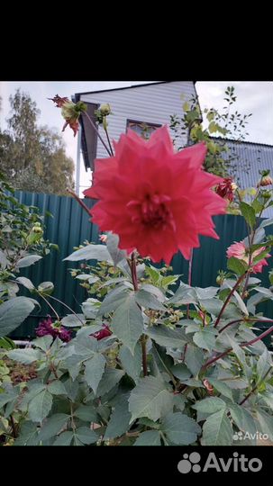 Георгины клубни