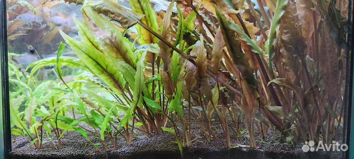 Криптокорина