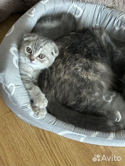 Продам девочку, очень милую 2000