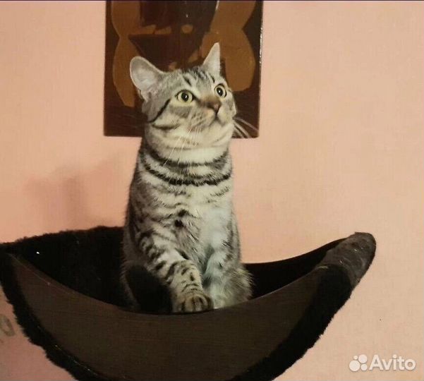 Котик Космос