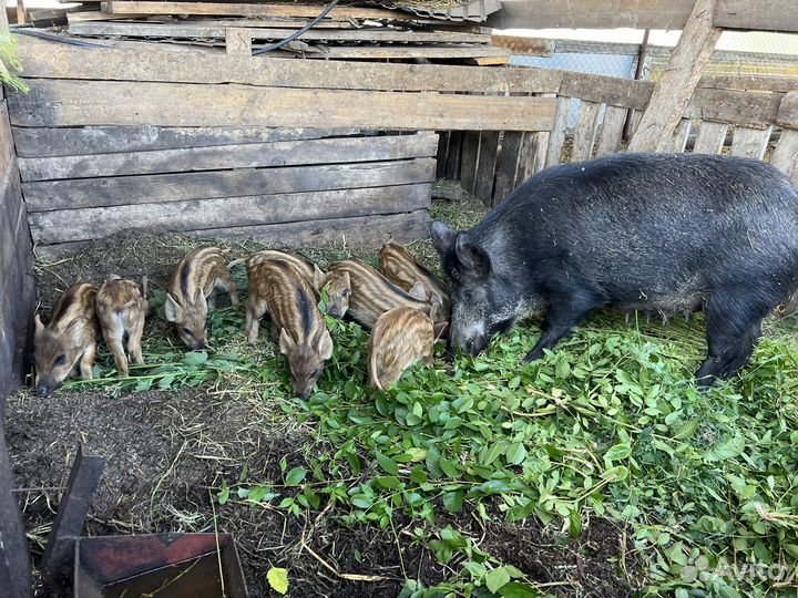 Поросята, дикие кабанчики