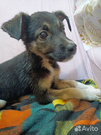 Собака, в добрые руки, щенок