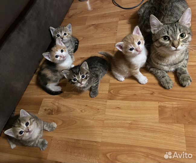 Котята в добрые руки