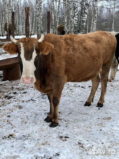 Коровы дойные, тёлки