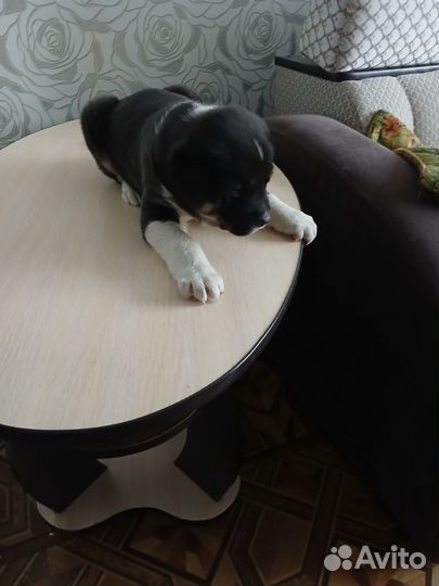 Отдам в добрые руки