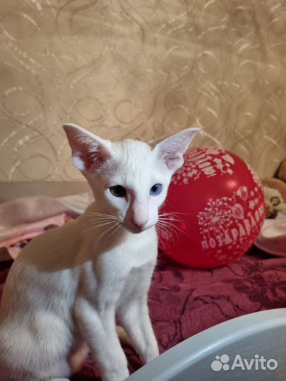 Ориентальная кошка