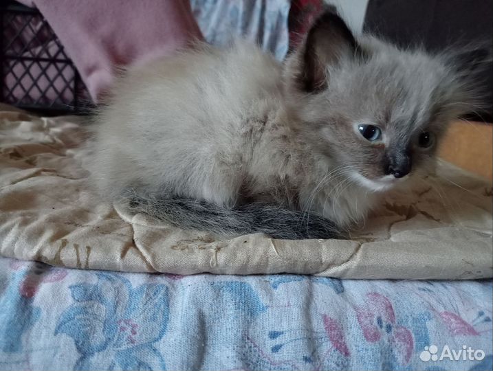 Кошка невская маскарадная