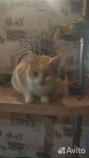 Кошка в дар бесплатно