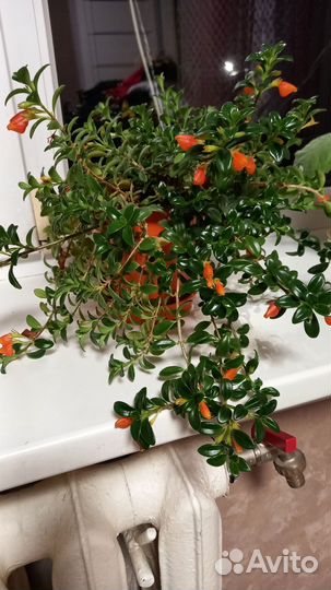 Неманантус