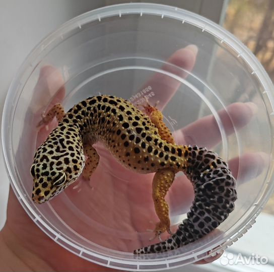 Геккон эублефар