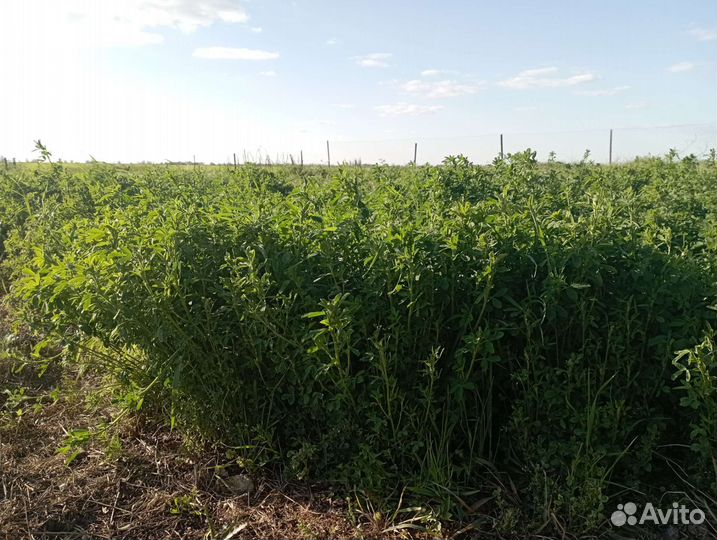 Продам люцерку